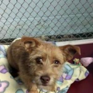 Meet your Posher, Stella